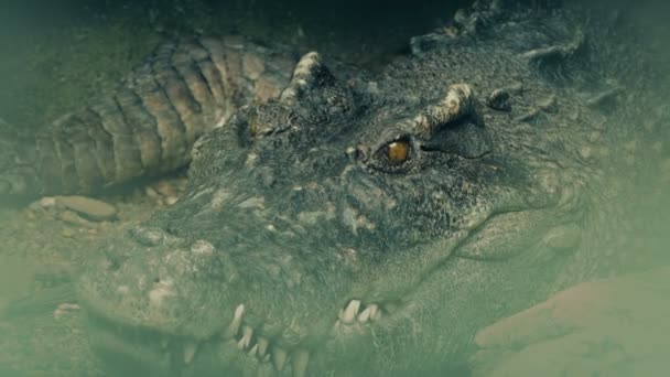 Crocodile Opens Mouth Misty Swamp — Vídeo de Stock