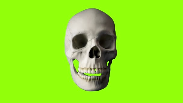 Skull Talking Loop Greenscreen Isolated — стоковое видео
