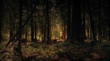 Fantasy Woodland Dreamy Landscape Moving Shot