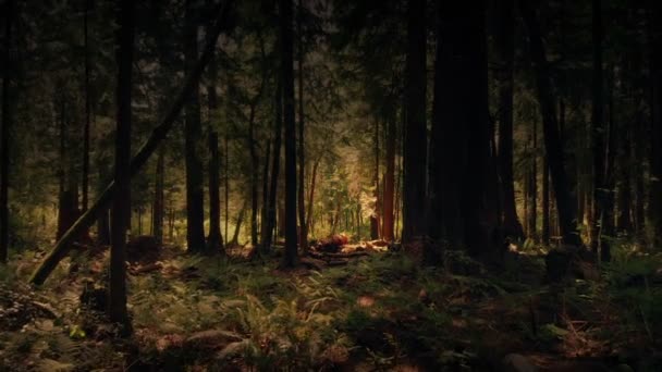 Fantasy Woodland Paesaggio Sogno Colpo Movimento — Video Stock