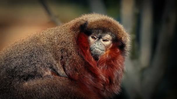 Furry Little Monkey Looking Closeup — Vídeos de Stock