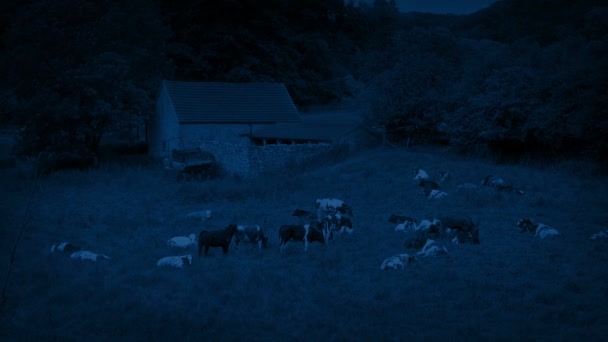 Cow Herd Old Barn Night — стоковое видео