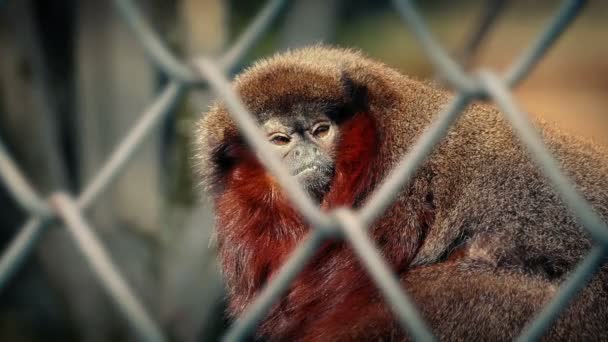 Little Furry Monkey Wire Fence — Stockvideo