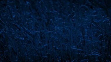 Field Of Wild Grass In Breeze In The Moonlight