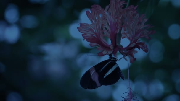 Butterfly Drinks Nectar Exotic Flower Evening — Wideo stockowe
