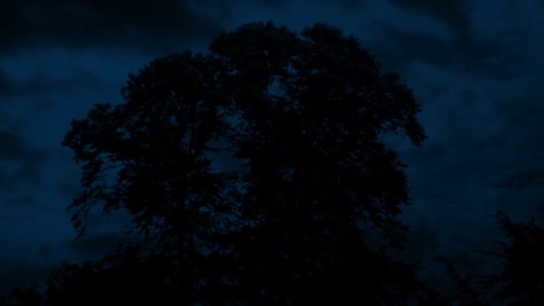 Blixtnedslag Stikes Ljus Träd Silhuett Natten — Stockvideo