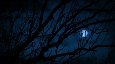 Lightning Strikes And Moon Behind Bare Tree Branches
