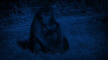 Mother Monkey Looking After Baby At Night In Reserve