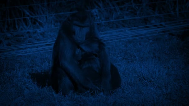 Mother Monkey Looking Baby Night Reserve — Vídeos de Stock