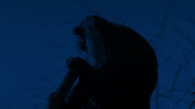 Macaque Maymunu Gece Dalına Tüymüş