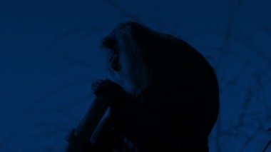 Macaque Monkey Perched On Branch At Night