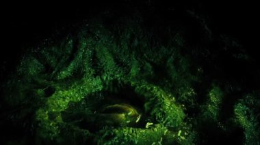 Man Breaks Through Green Alien Cocoon