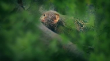 Monkey In Tree Branches Looks Around