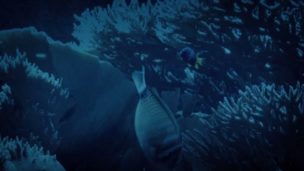 Корали Рибою Плавають Темряві — стокове відео