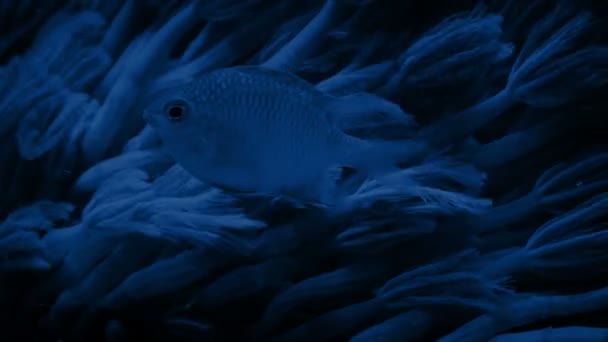 Gece Mercan Kayalıklarında Balık — Stok video