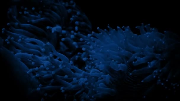 Korall Med Massor Tentakler Mörkret — Stockvideo