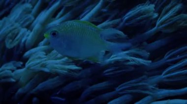Fish Feeding Next To Coral In The Dark