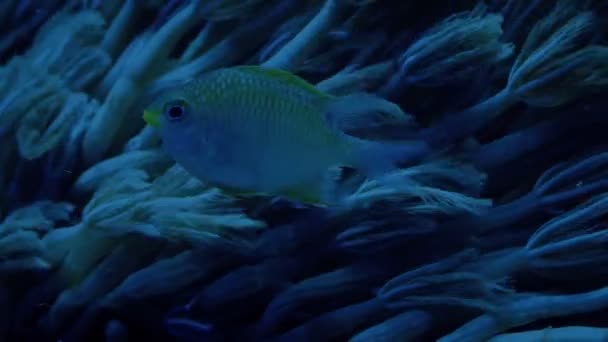 Fish Feeding Next Coral Dark — стоковое видео