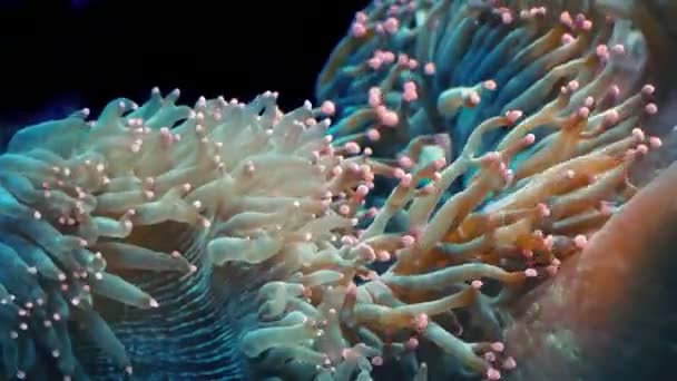 Кораллы Разноцветными Ощущениями Океаническом Течении — стоковое видео