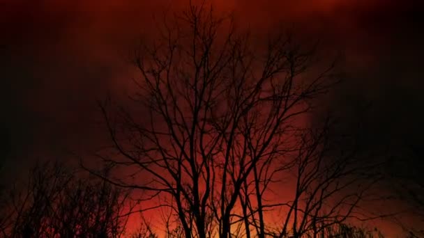 Dead Trees Lightning Fire End World Apocalypse — Stock Video