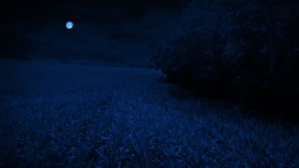 夜にトウモロコシ畑を飛び越える — ストック動画