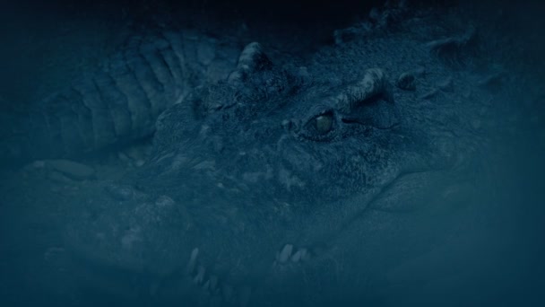 Large Crocodile Opens Mouth Dark — Vídeo de Stock
