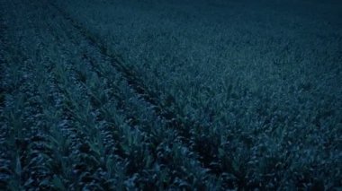Path Through Corn Field At Dusk