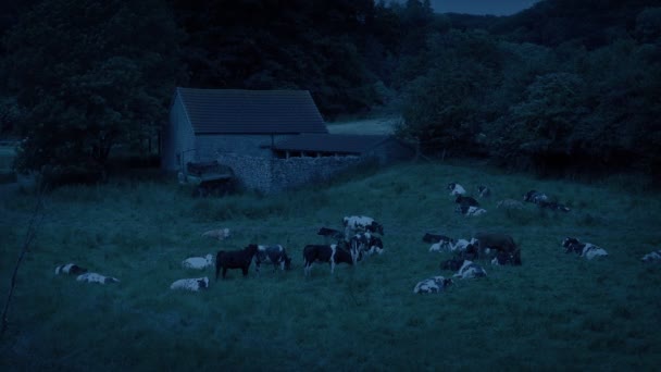 Vaca Rebanho Perto Celeiro Velho Noite — Vídeo de Stock