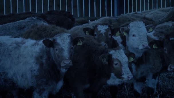 Vacas Celeiro Olhando Para Frente Noite — Vídeo de Stock