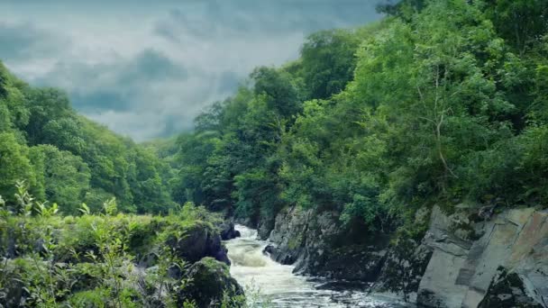 Divoká Příroda Lesem Řekou — Stock video