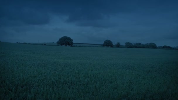 Flying Corn Field Evening — Stockvideo