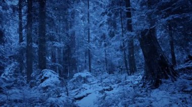Snowfall On Winter Woodland At Dusk
