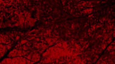Walking Under The Trees With Scary Red Sky