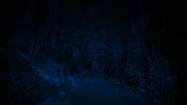 Walking Down Road In The Woods POV