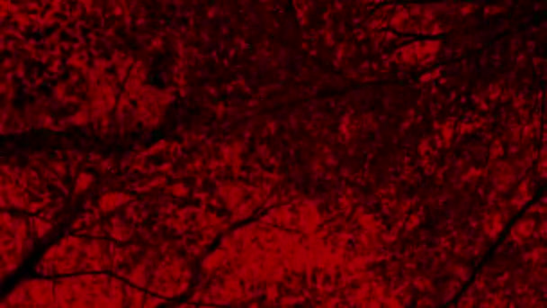 Хождение Деревьями Страшным Красным Небом — стоковое видео