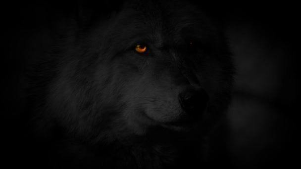 Wolf Face Fiery Eyes Monochrome — Stock Video