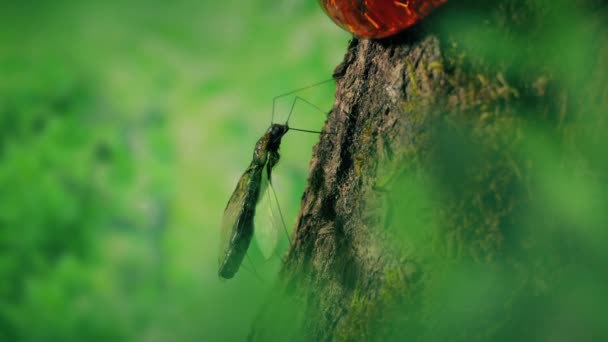 侏罗纪森林中的琥珀陷阱蚊子 — 图库视频影像