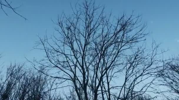 Snowing Bare Woods Winter — Video Stock
