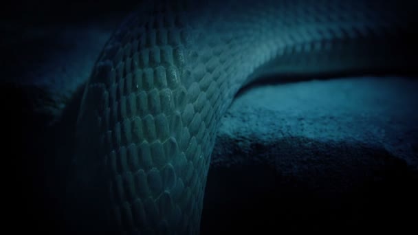 Ciało Węża Poruszające Się Skale Zbliżenie — Wideo stockowe