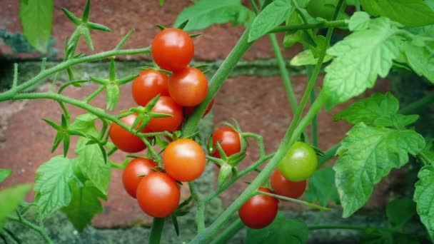 庭の壁によるトマトの植物 — ストック動画