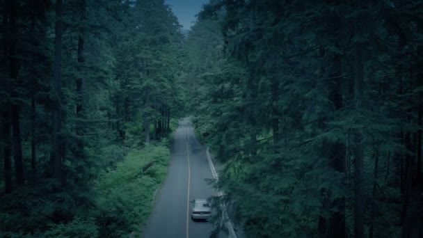 Araba Ormanın Yüksek Açısı Ndan Geçiyor — Stok video