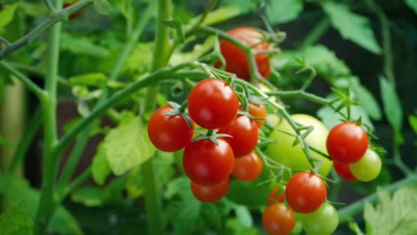 庭のトマト工場を巡る — ストック動画