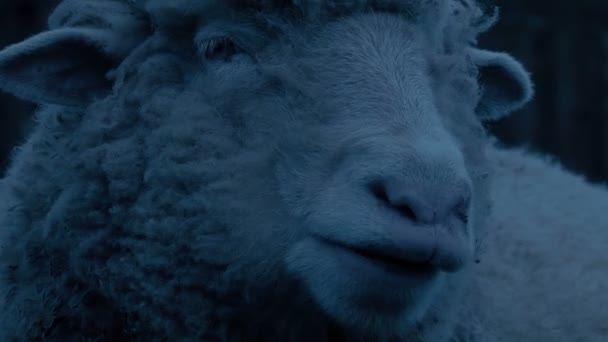 羊は夕暮れ時にカッドをチューイン — ストック動画