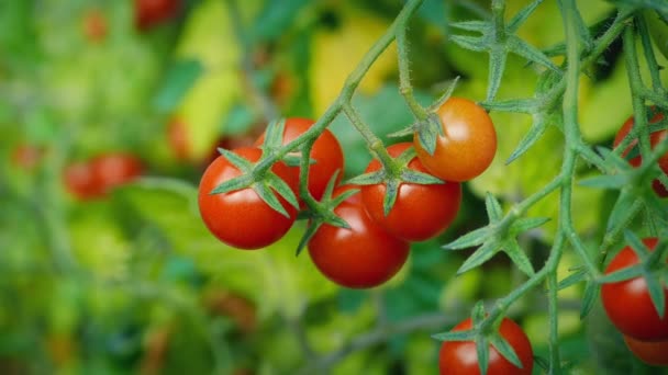 夏の庭のトマト工場 — ストック動画