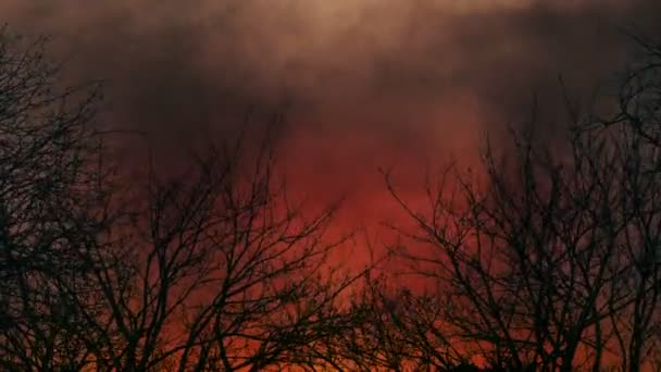 煙の多い森の火と木 — ストック動画