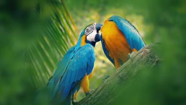 Papugi Toskania Gałęzi Dżungli — Wideo stockowe