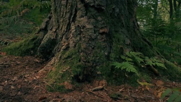 Raíces Árboles Bosque Detalle — Vídeos de Stock