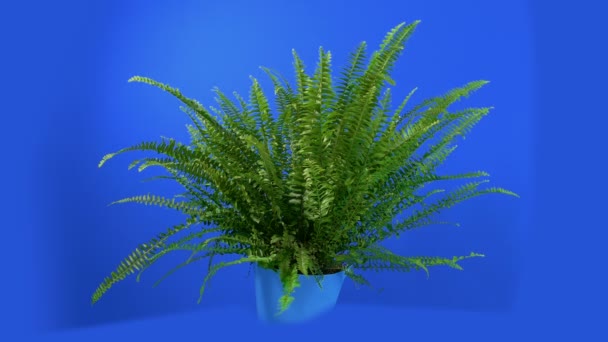 Large Fern Isolated Bluescreen — Stock Video