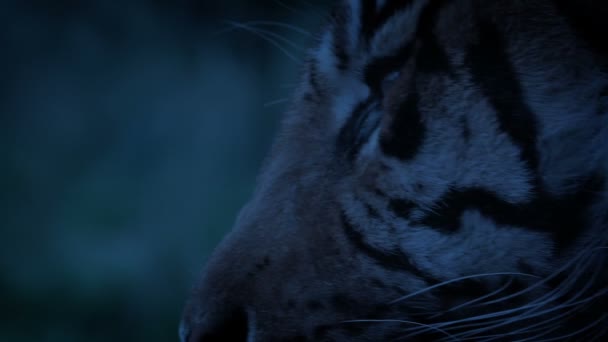 Tygrys Przychodzi Oglądania Ciemnej Dżungli — Wideo stockowe