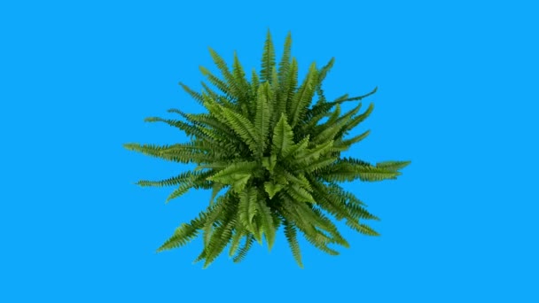 风蓝藻中大型蕨类的头顶鸟塞视图 — 图库视频影像